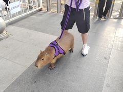 -三里屯太古里