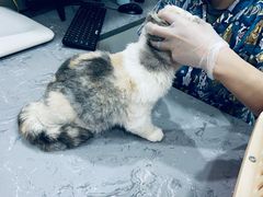 -四月宠物医院·猫专科·心脏专科·内科(转塘店)