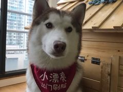 -Husky Go! 哈士奇体验馆·宠物咖啡厅狗咖