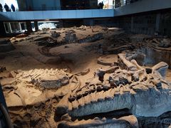 -自贡恐龙博物馆