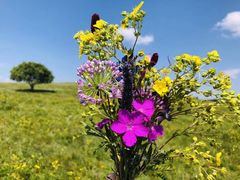 -塞罕坝国家级自然保护区