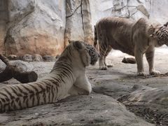 -灵玲国际马戏城