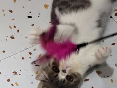 -滚猫咖啡·猫咖·猫友好撸猫(未来城店)