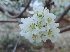 -深圳市中科院仙湖植物园