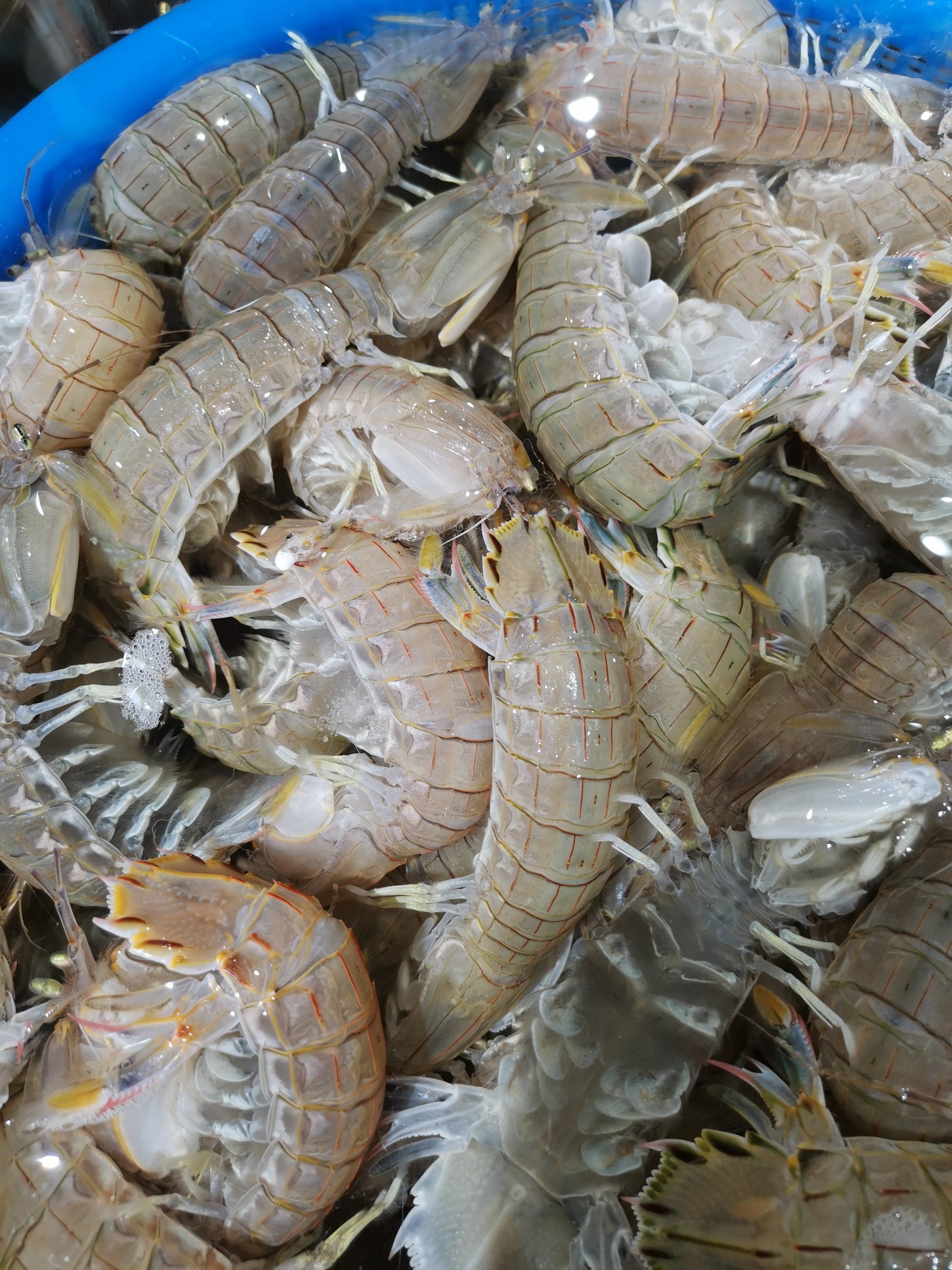 皮皮虾:海洋中的美味"侠客"
