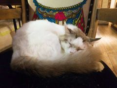 -more than meow吴止猫主题餐厅(承德 中船汇店)