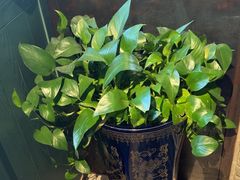 -手选潮汕鲜牛肉火锅(二七广场店)