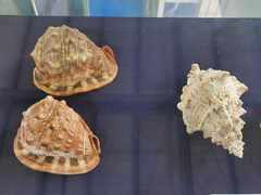 -上海海洋大学鱼文化博物馆(军工路校区)