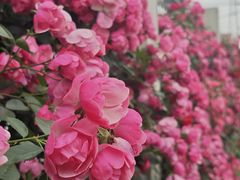 -菊园百果园