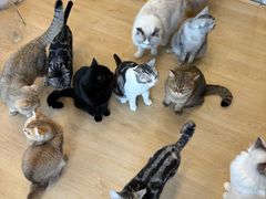 -有喵·猫咖·狗咖·40+猫狗有小奶狗(岗厦店)