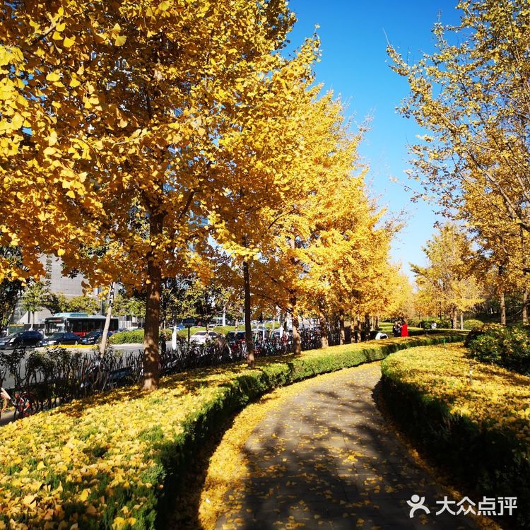 大郑州也有辣么美的落叶🍂