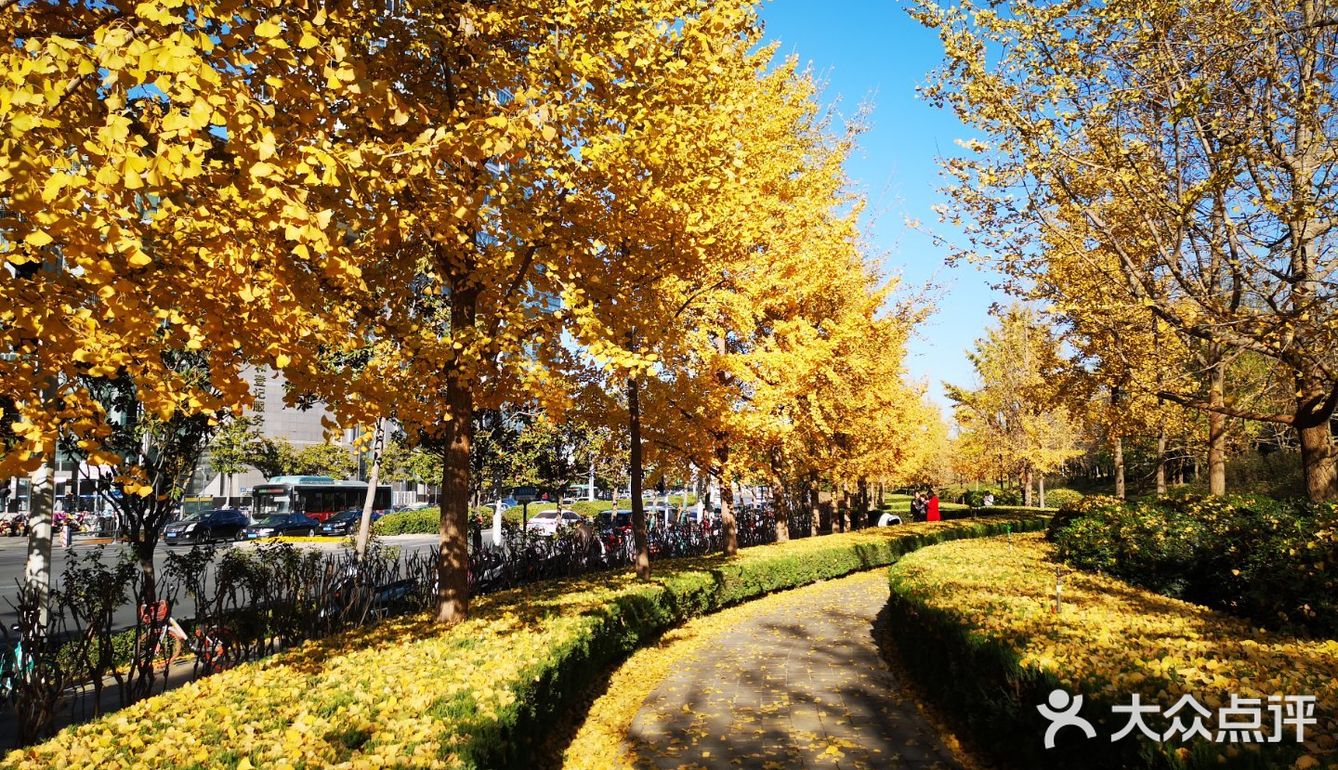 大郑州也有辣么美的落叶🍂