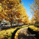 大郑州也有辣么美的落叶🍂