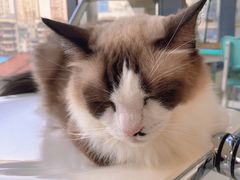 -怪兽屋·羊驼·猫咖·狗咖(俊华广场店)