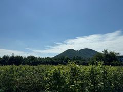 -亚龙湾国际玫瑰谷