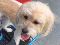 -帕帕拉兹宠物(亚洲旗舰店)