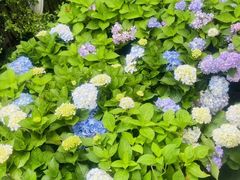 -Lamant Manor已闻花名关於蓝