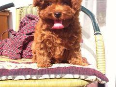 -上海博宽羽毛球馆(双桥路分部)