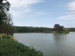 -大湾区中央湿地公园