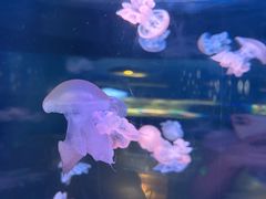 -欢乐海岸海洋奇梦馆