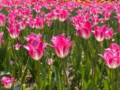 -长春公园(普阳街道)