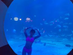 -烟台海昌鲸鲨海洋公园