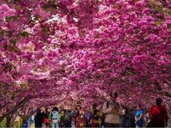 -莱阳濯村樱花园