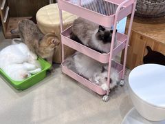 -藏猫猫咖啡主题馆(中央大道店)
