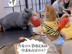 -逗柴咖啡屋·狗咖猫咖宠物桌游