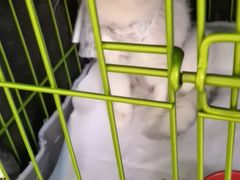 -喜多萌中农锦绣动物医院24H·猫科·牙科MRI·CT
