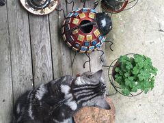 -海边的猫和咖啡馆