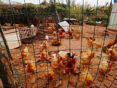 -思远客家菜馆(巴伐利亚店)