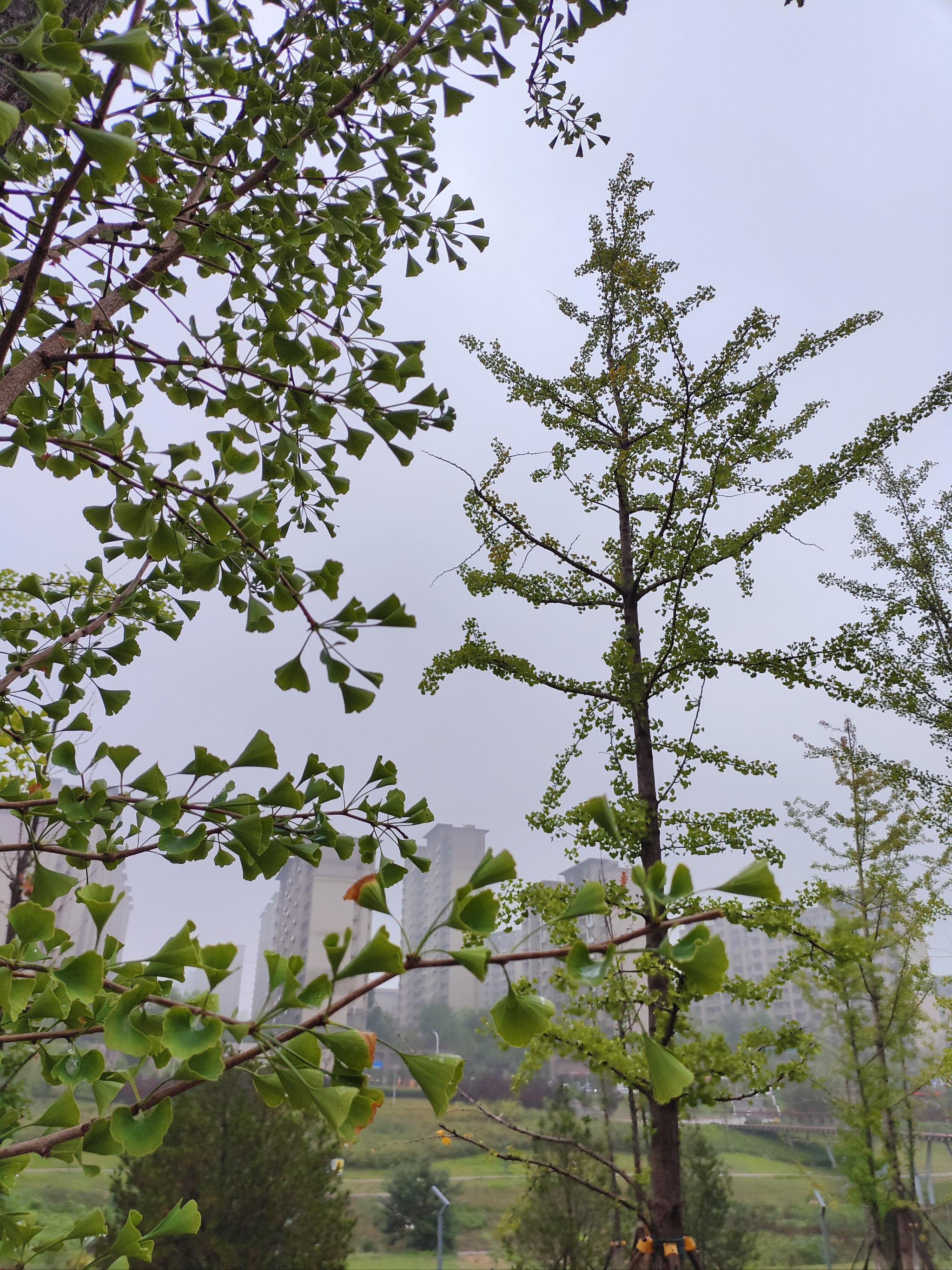 雨后清晨昼风图片