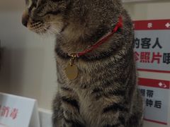 -御宝贝24h宠物医院·转诊中心·CT核磁血透中心(厦门总院)