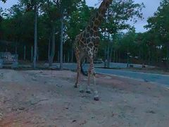 -清迈夜间动物园