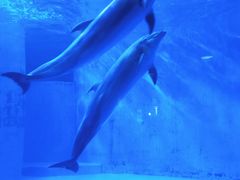 -海合安成都极地海洋公园