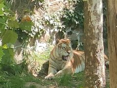 -西霞口神雕山野生动物世界