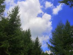 -武陵山森林公园