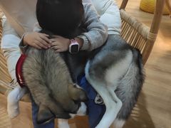 -Husky Go! 哈士奇体验馆·宠物咖啡厅狗咖