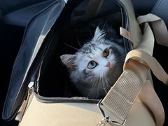 -宠颐生宠物医院·犬猫全科·皮肤科(商业街店)