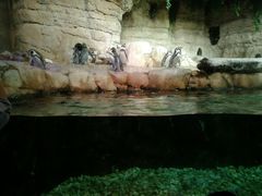 -迪拜水族馆及水下动物园