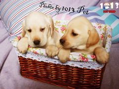 -1013 PET SHOP 宠物商店(近铁城市广场店)