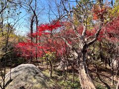 -崂山巨峰游览区