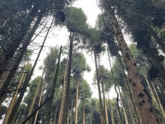 -武陵山森林公园