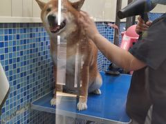-瑞鹏宠物医院·宠保定点·心脏科·内科(御桥分院)