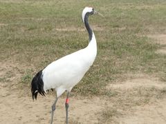 -盐城丹顶鹤湿地生态旅游区