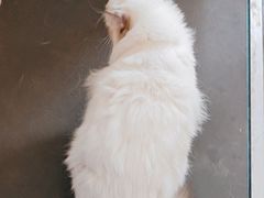-宠颐生宠物医院外科·内科·皮肤科·影像科(石龙店)