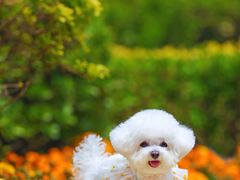 -超宠爱宠物摄影-Super pet