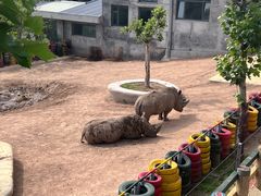 -西霞口神雕山野生动物世界