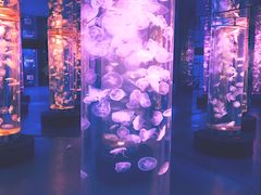 -梦幻海洋王国(吾悦广场张家港店)